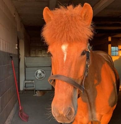 Image 1 of Smári frá Fagerholt