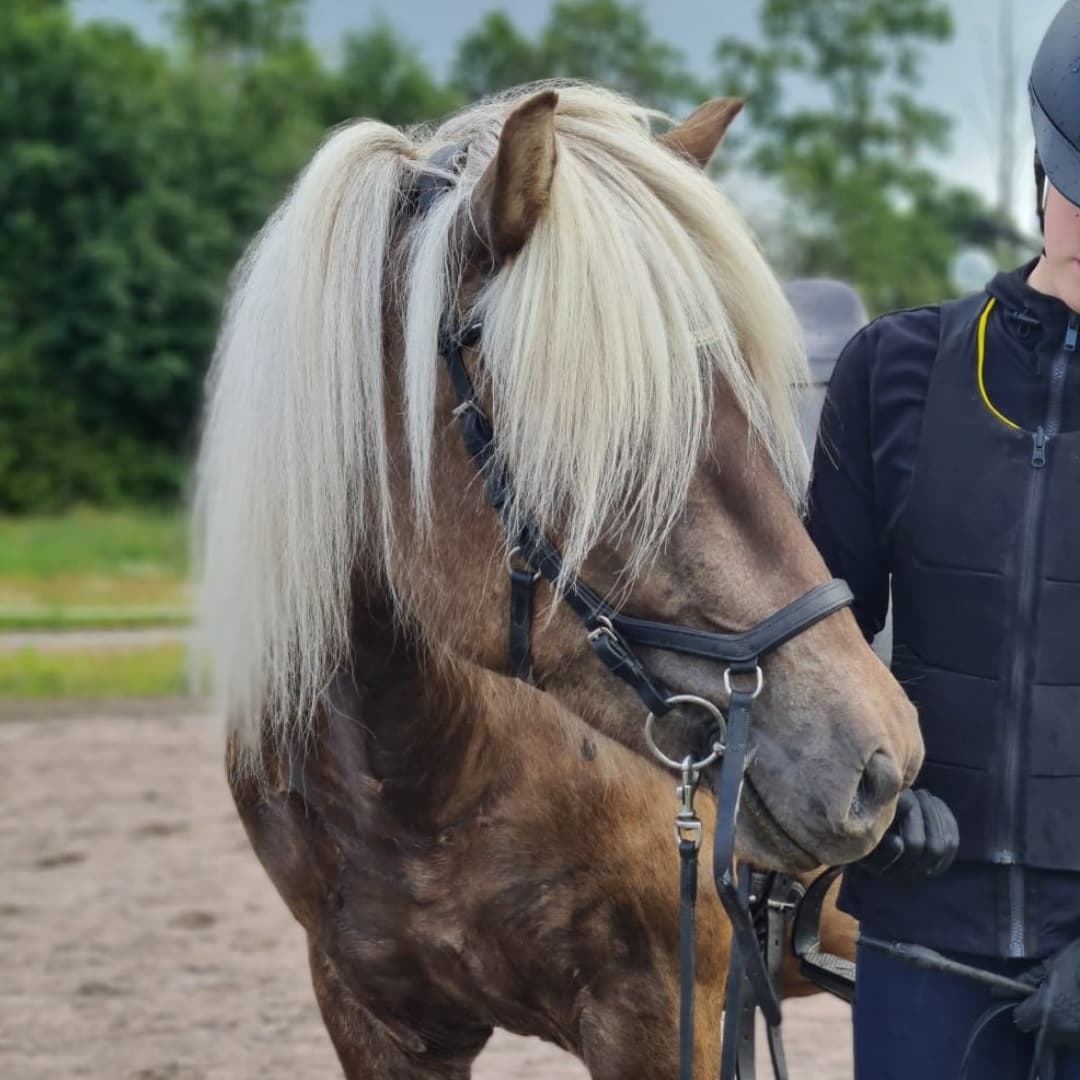 Bild 1 av Þenja från Gundbo