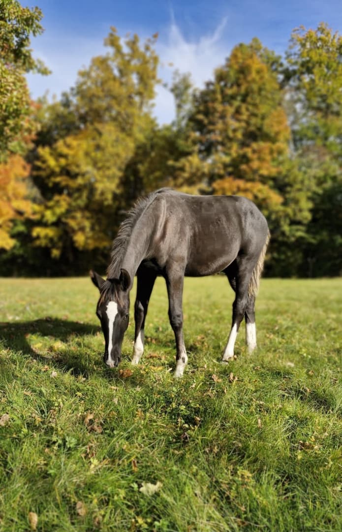 Bild 1 av Hingst med utstrålning och framtiden för sig!