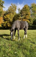 Profilbild av Freddie Mercury LJ