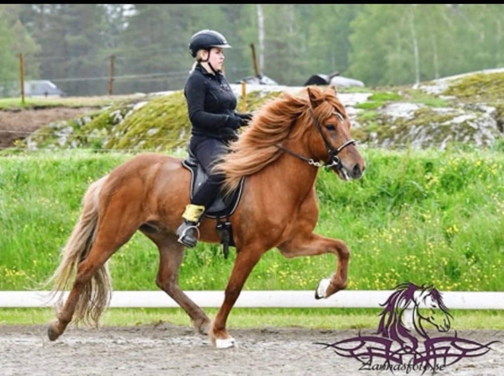 Image 1 of Hrókur frá hofi á höfdaströnd