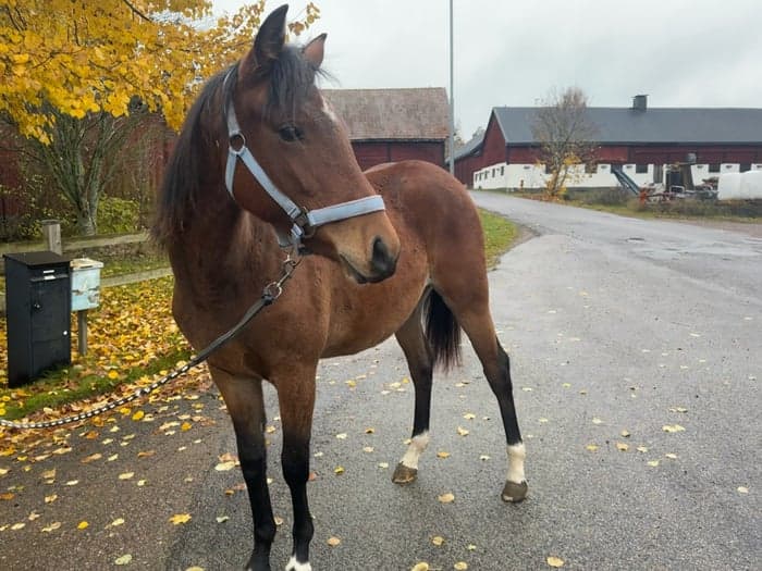 Media 4 av Blivande stjärna 🌟