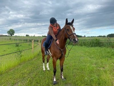 Inlägg 11 av Holländsk ridhäst med titeln Dagen vi köpte wille❤️