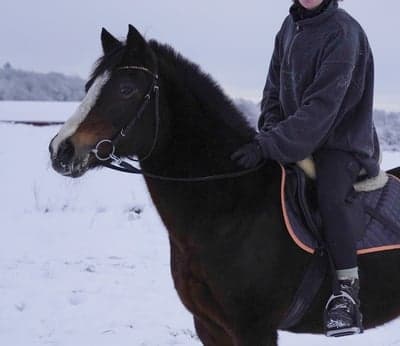 Inlägg 20 av Svensk Ridponny med titeln Första månaden med Lady