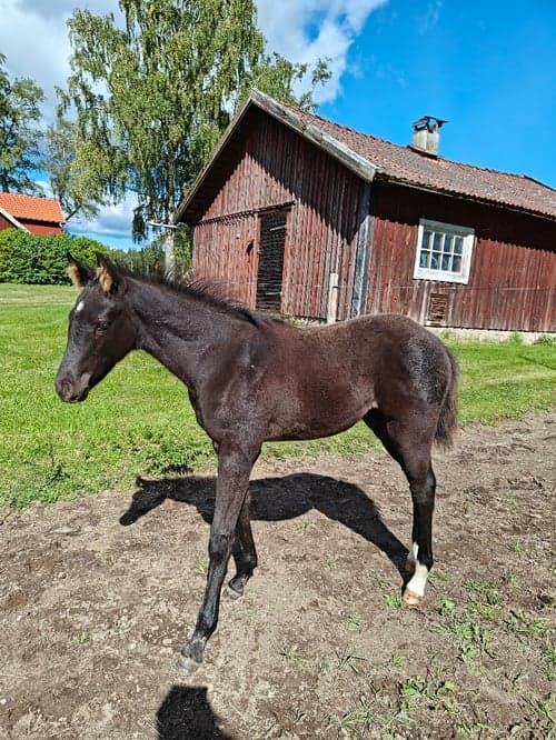 Bild av Social fölhingst med dressyr- och hoppstam