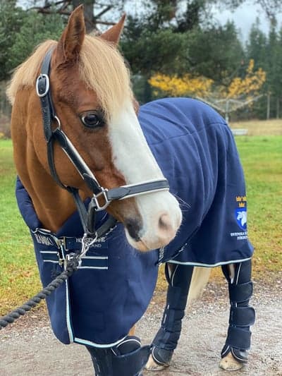 Post 15 of German Riding Pony with title Mot lag-sm🥳