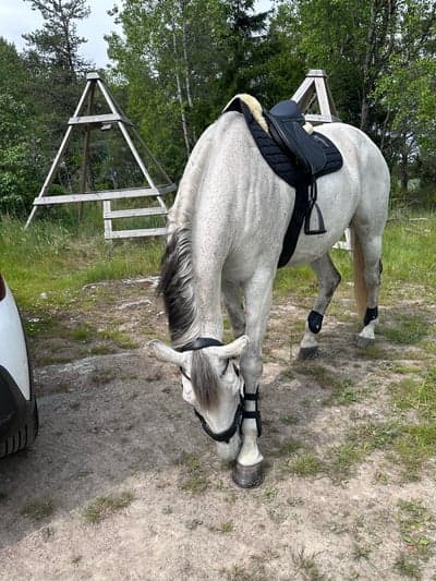 Prommis med älskling 