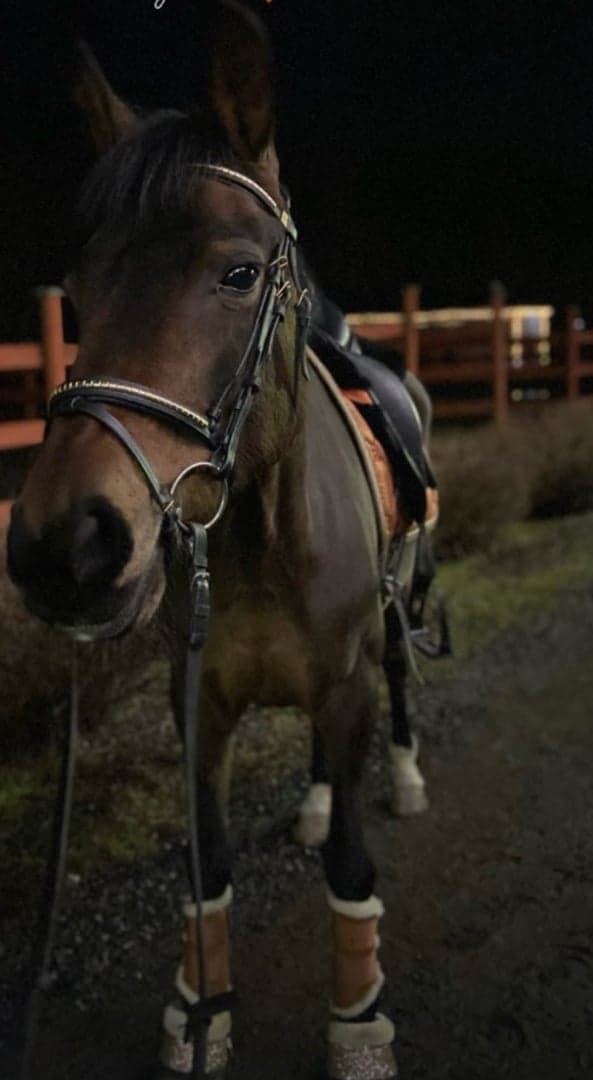 Bild 2 av Dressyr Orange- ES Shabrack 🧡 