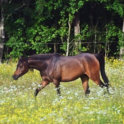 Majsan