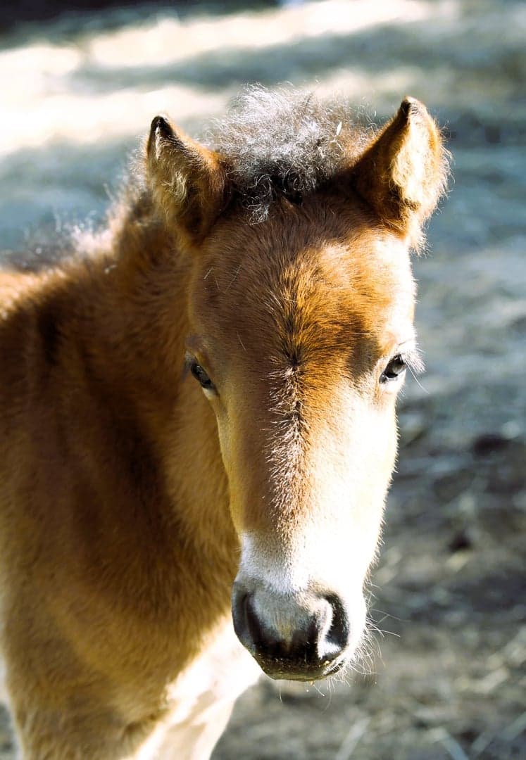 Image 3 of MinLilla GustafWasa