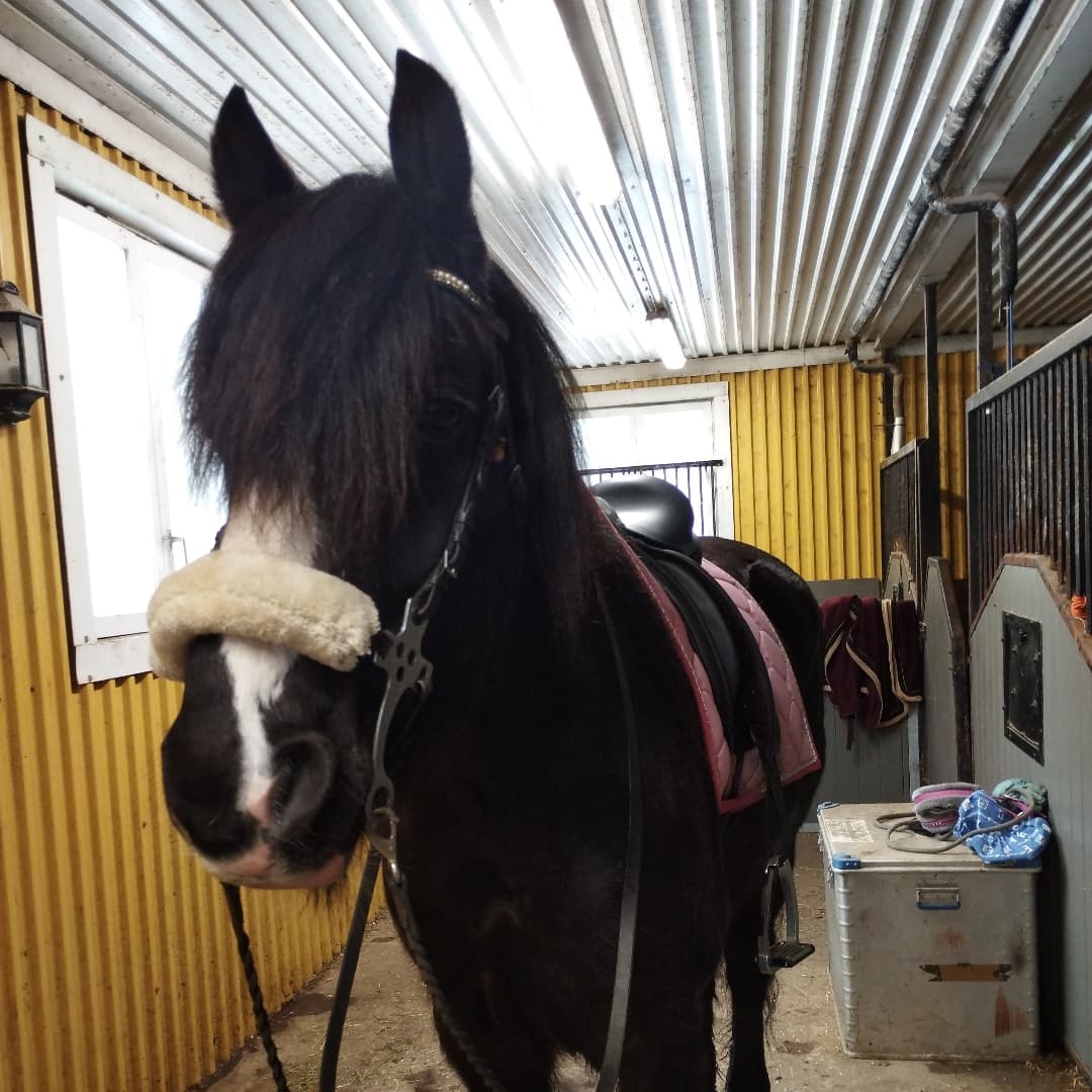 Bild 1 av Midgårds Viking