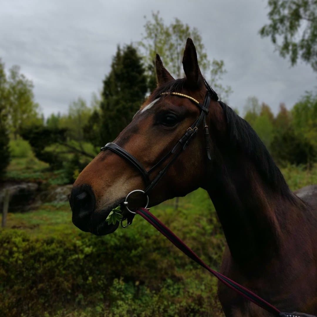 Bild 1 av placeholder text