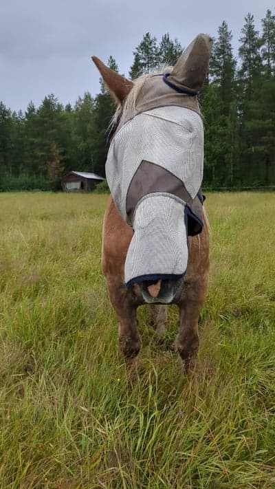 Post 7 of North Swedish Horse with title Knasiga uddlex å väldigt fin igår💯❤️‍🩹