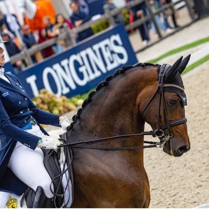 Media 1 av Bergsjöholms arezzo