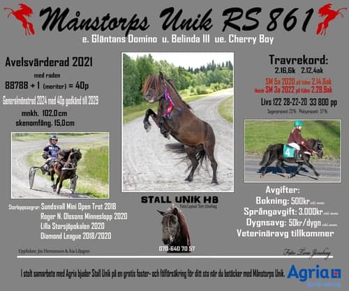 Bild av Avelshingst