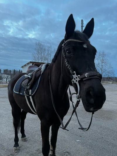 Inlägg 17 av Tysk Sporthäst med titeln 🥰🥰