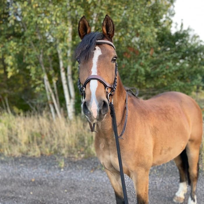 Media 1 av Strandgaards Charmeur