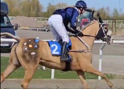 Inlägg 16 av Ponnygalopp med titeln Jägersro 28 april 