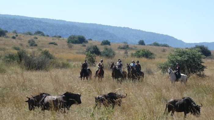 Media 2 av Från savann till berg – ridsafari med Big Five i Sydafrika