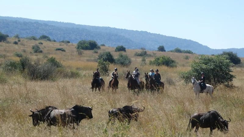 Bild 2 av Från savann till berg – ridsafari med Big Five i Sydafrika