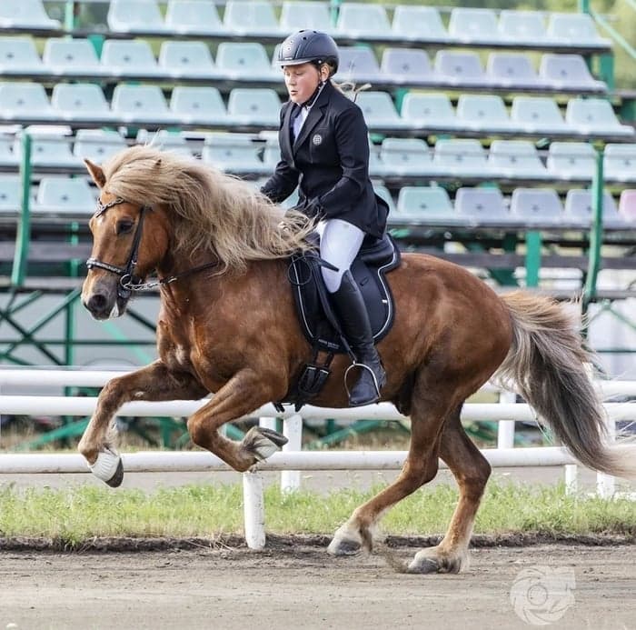 Media 1 av Fleygur frá Skeidvöllum