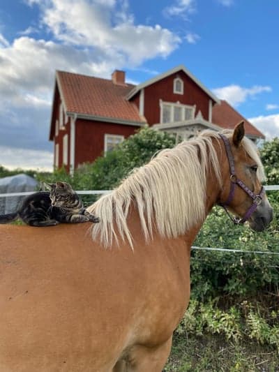 Inlägg 9 av Allround