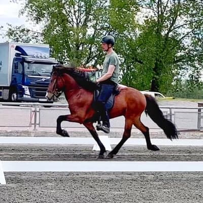 Sesar från Kalvudden