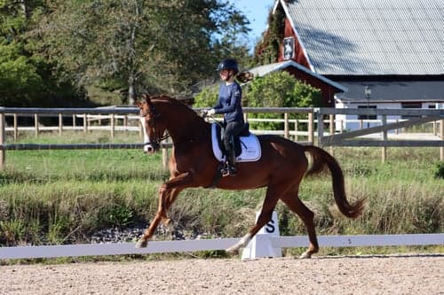 Bild av Lovande unghäst för framtiden