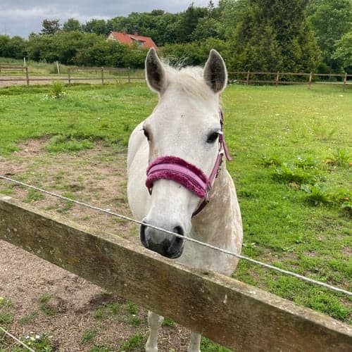 Profilbild av SOPhie Grön