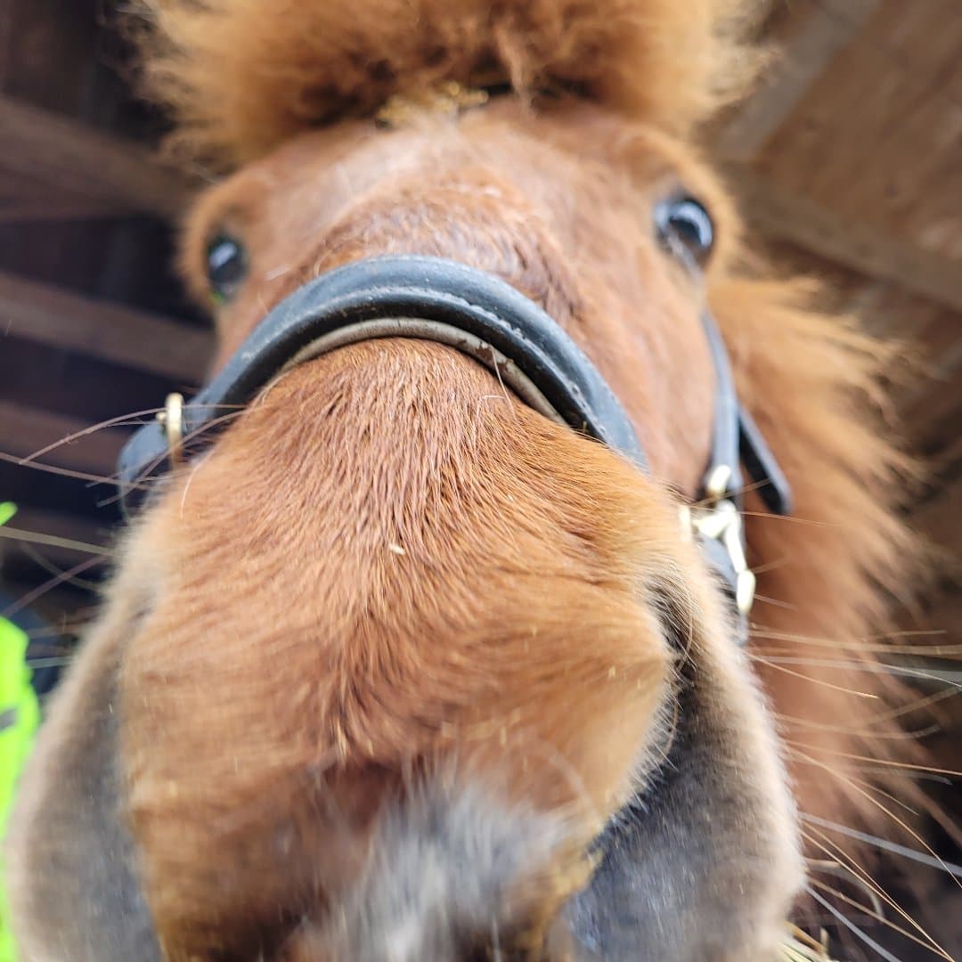 Image 1 of Brennir frá Hofi