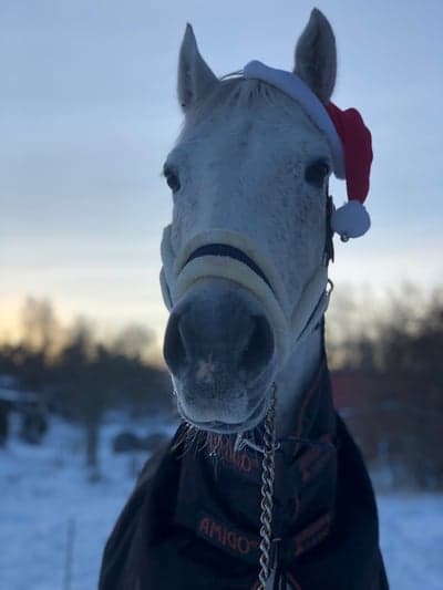 Inlägg 13 av Danskt varmblod