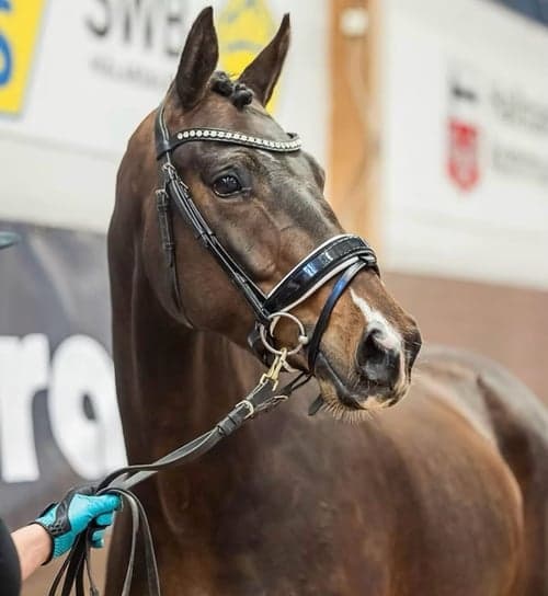 Bild av Jackie Collins MVG (80)***