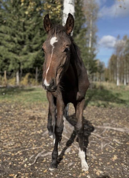 Bild av SWB valack e. Gamelus R