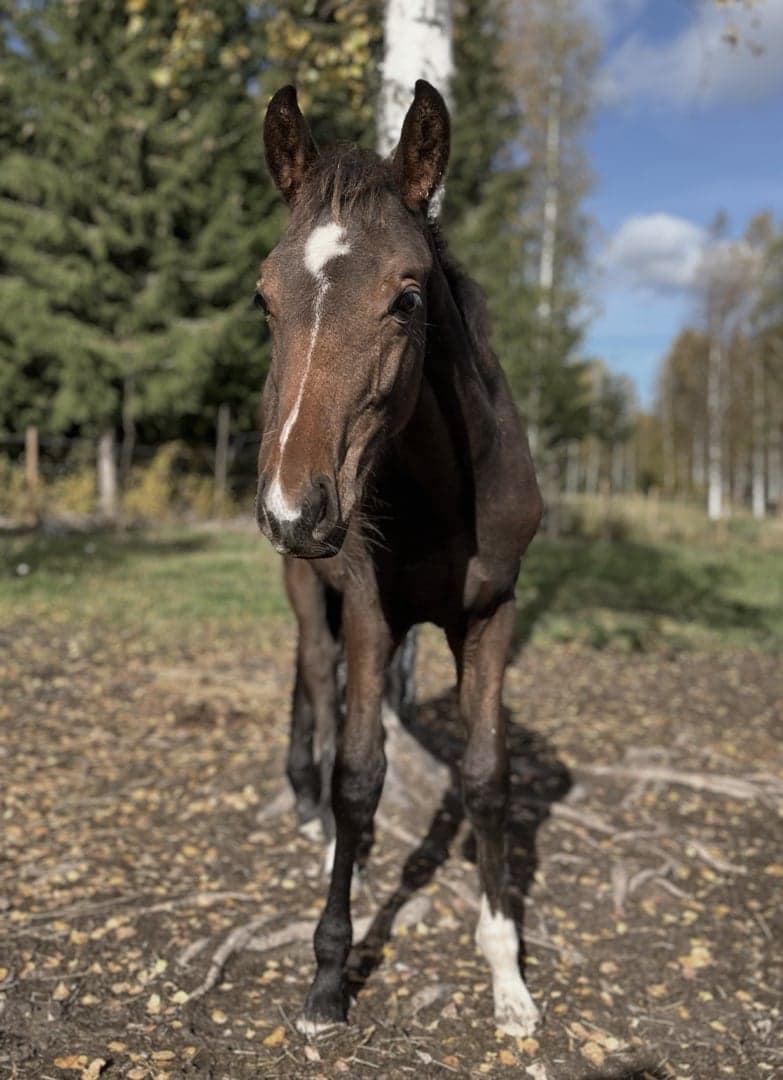 Bild 4 av SWB valack e. Gamelus R