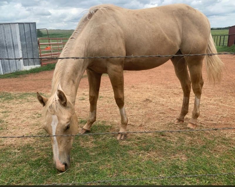 Bild 2 av 2020 palomino valack