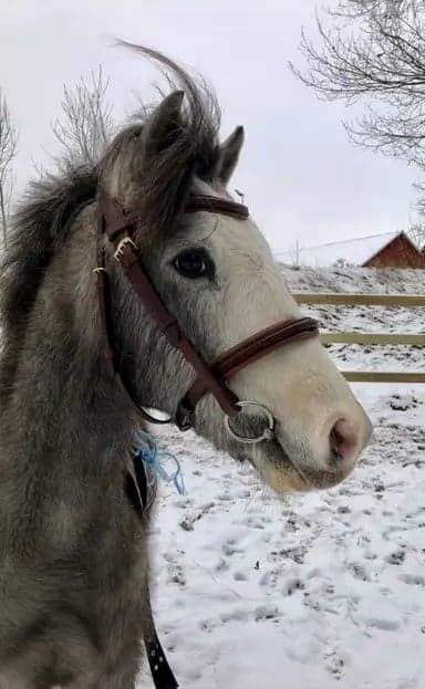 Media 1 av Bjärbys Bläs