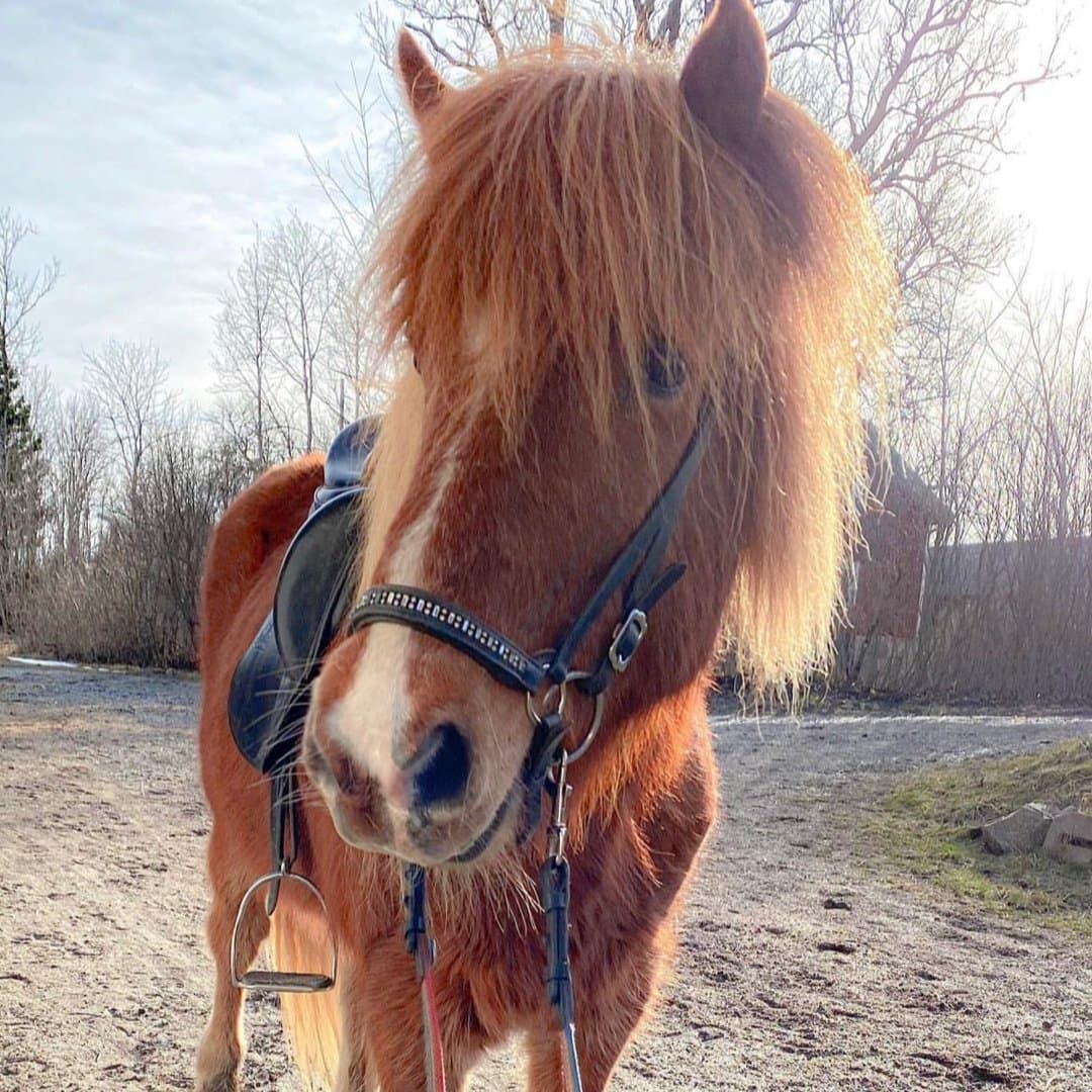 Bild 1 av Draupnir från Solbacka