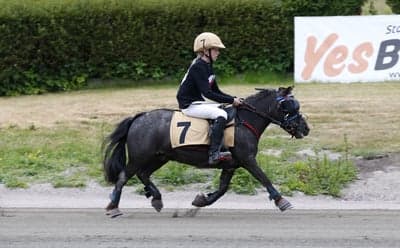 Inlägg 30 av Monté med titeln DPK’s ponnytravgala 2023 🏆