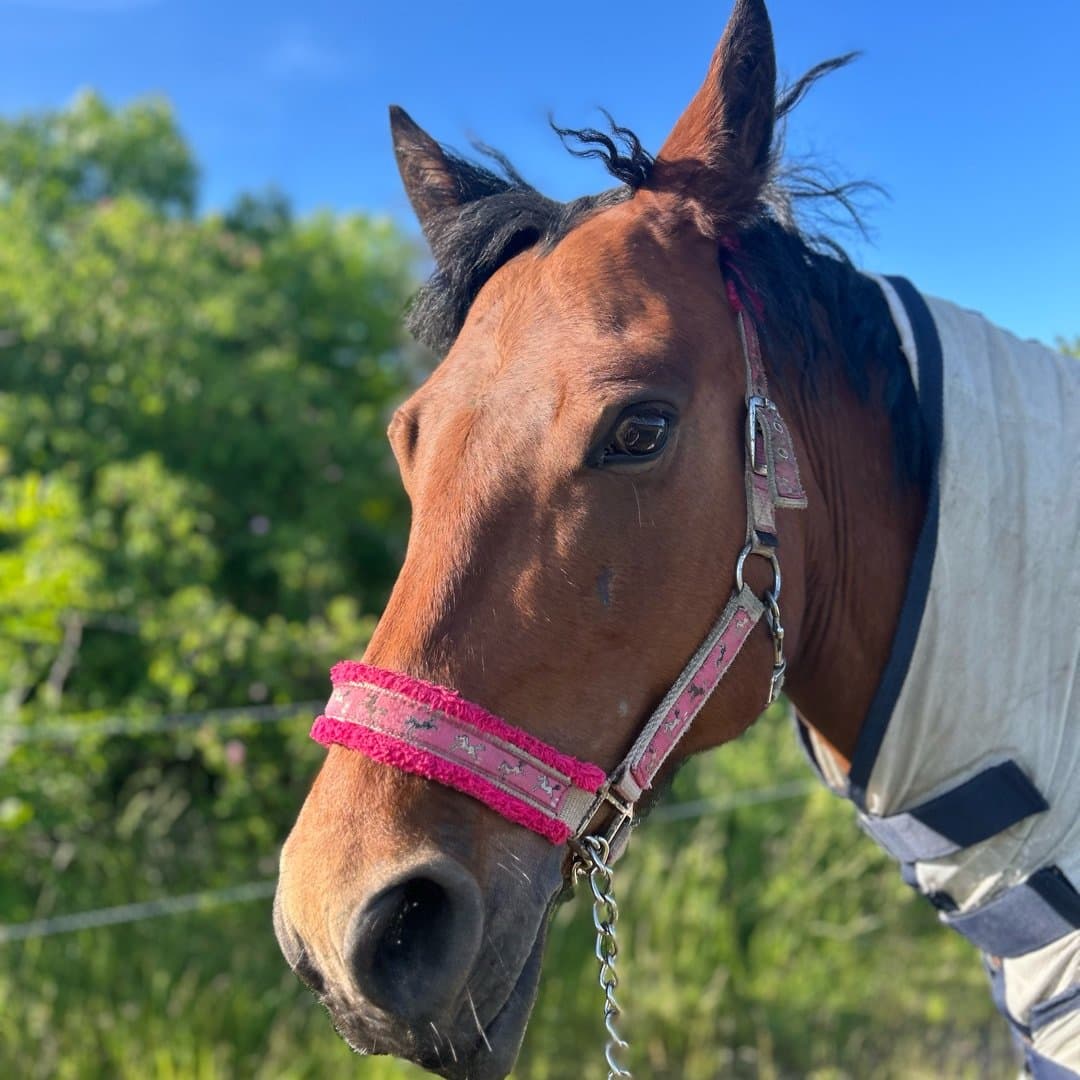 Bild 1 av Island Girl