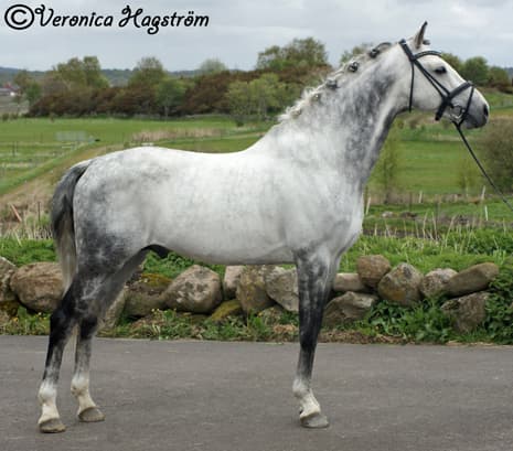 Bild av Social fölhingst med dressyr- och hoppstam