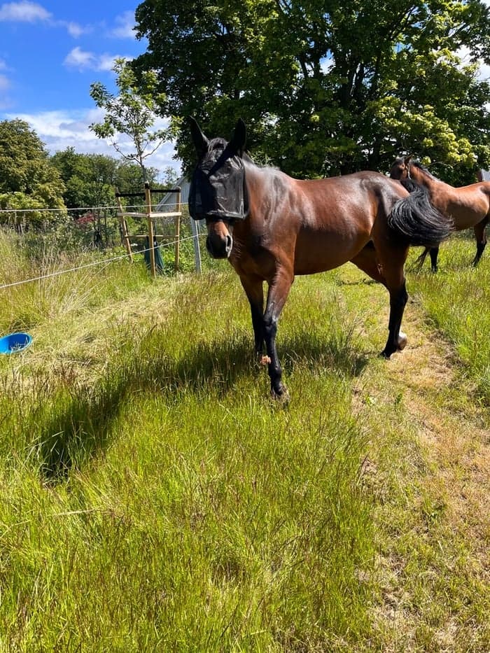 Media 1 av Betty B.J