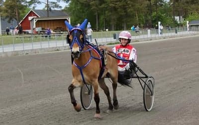 Ponnytrav 