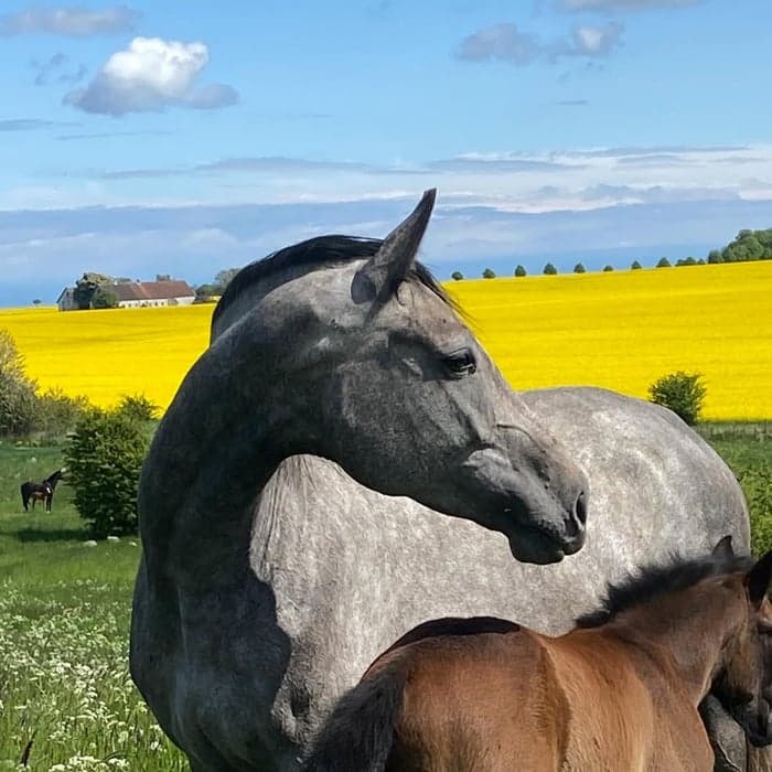 Media 2 av Olechka Obolensky