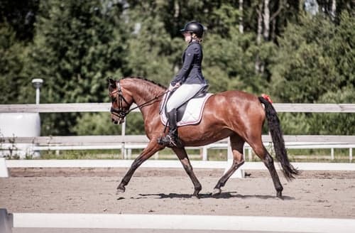 Bild av Fin fullstammad Svensk Ridponny