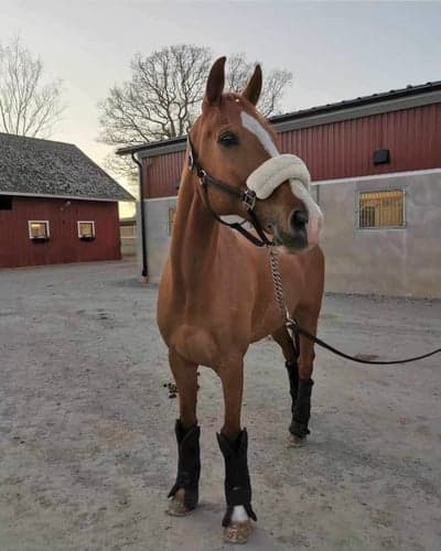 Post 3 of Belgian Sport Horse with title Välkommen Sparris!