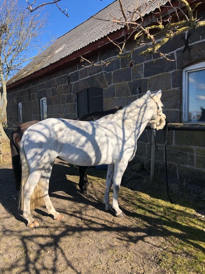 Media 2 av Venus