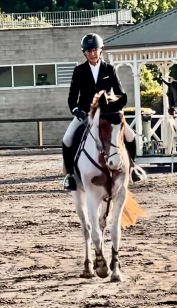 Media 5 av Talented well breed Jumper