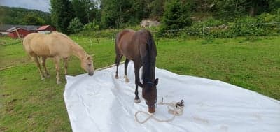 Inlägg 9 av Quarterhäst med titeln Moraliskt stöd