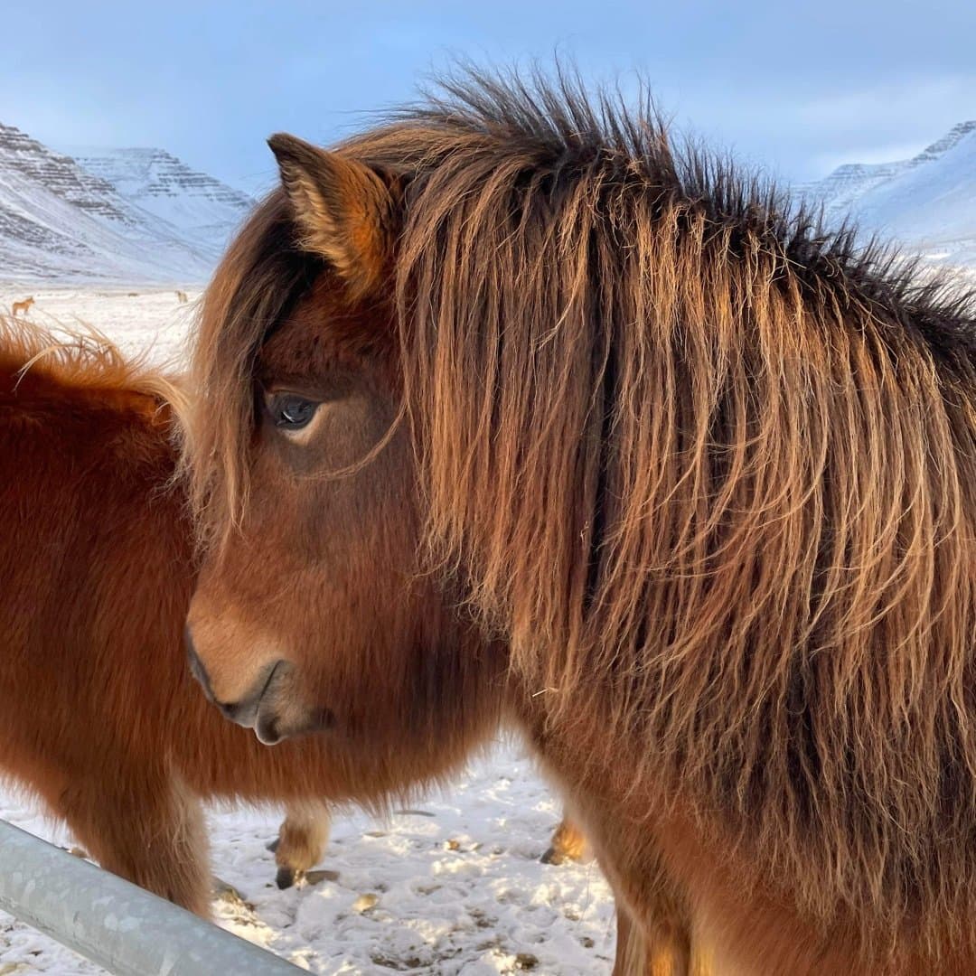Bild 1 av Valsa frá Berglandi 1