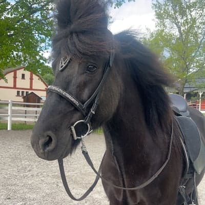 Hrafnaflóki frá Akurgerði ll